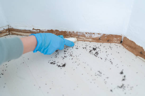 Best Rat Extermination Near Me  in Owasso, OK